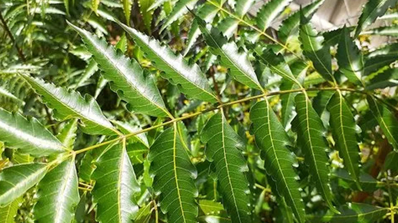 Neem 3