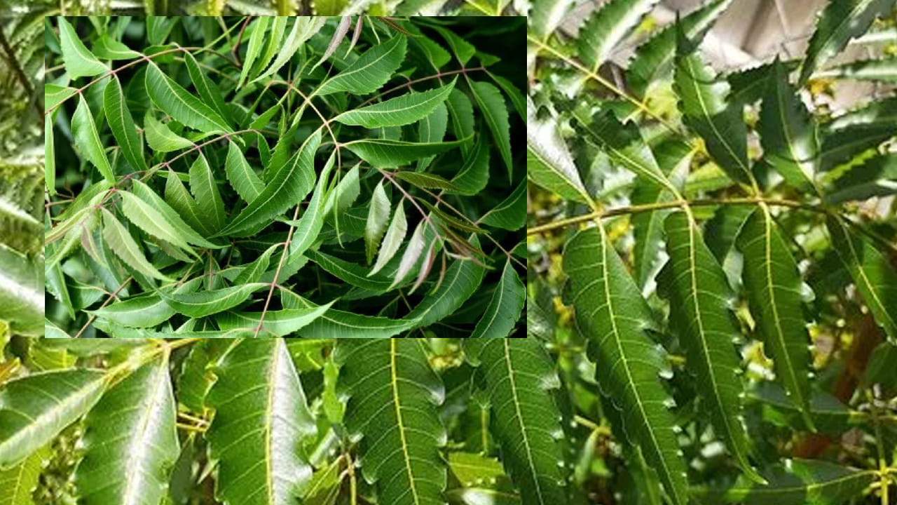 Neem 4