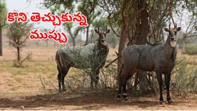 అమెరికాలో నీల్గాయ్‌ల రచ్చ.. అధికారులకు నిద్రలేని రాత్రులు