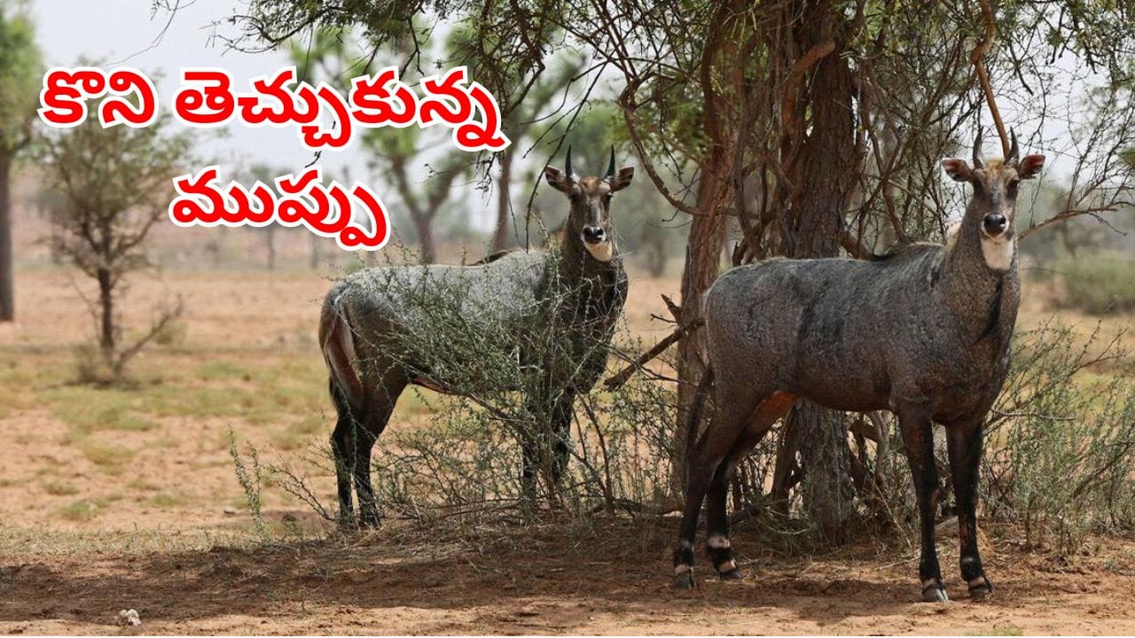 కొని తెచ్చుకున్న కొరివి.. టెక్సాస్ను వణికిస్తున్న భారతీయ నీల్గాయ్లు.. అసలు మ్యాటర్ ఏంటంటే?