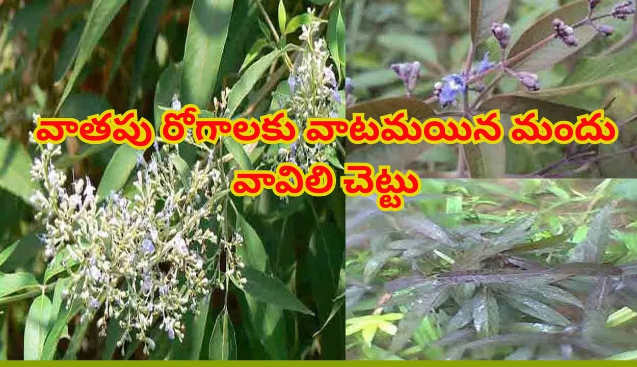 ఆకే కదా అని తీసిపారేయకండి.. వాతపు రోగాలకు వాటమయిన మందు..!