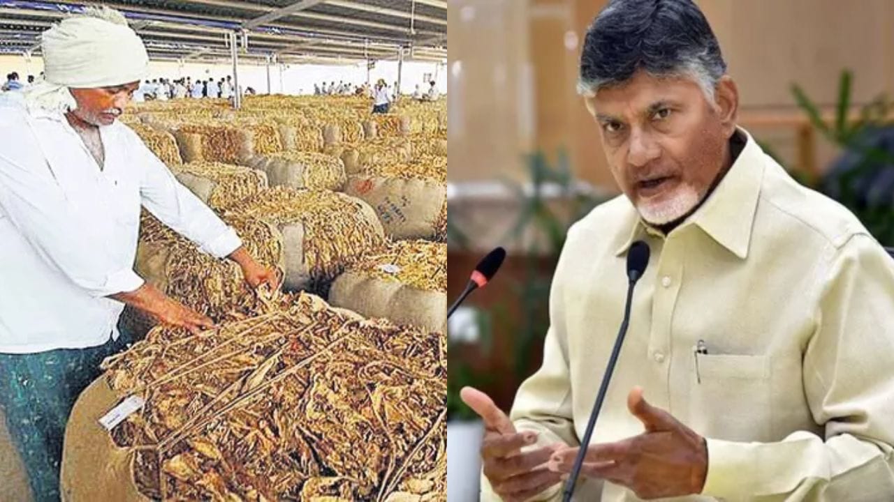 పొగాకు రైతులకు గుడ్న్యూస్.. క్వింటాల్ రూ.1000 ఆర్థిక సాయం, రూ50వేల వరకు వడ్డీలేని రుణాలు!