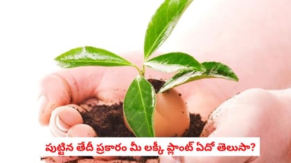 పుట్టిన తేదీ ప్రకారం మీ లక్కీ ప్లాంట్‌ ఏదో తెలుసా?