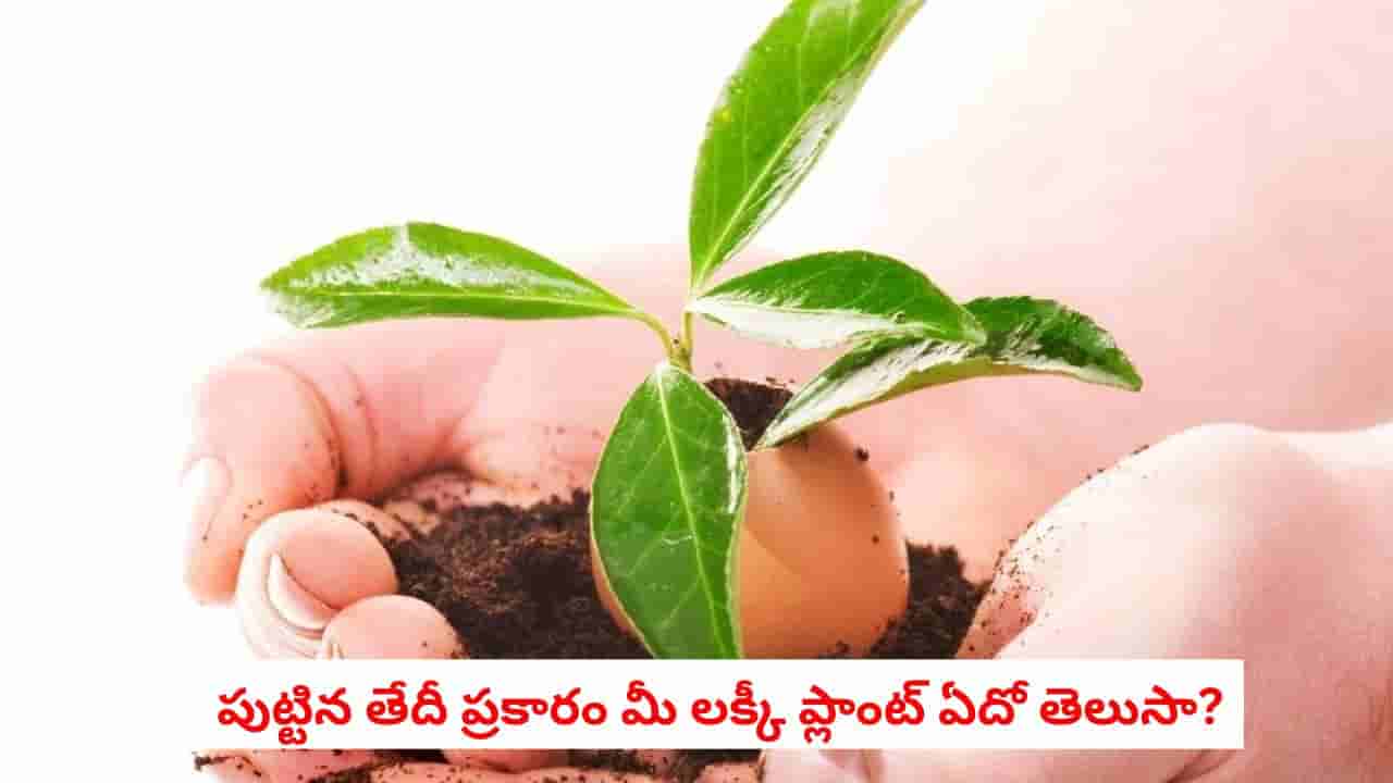 Numerology Plants: మీ పుట్టిన తేదీ ఏంటి?.. సంఖ్యాశాస్త్రం ప్రకారం మీ అదృష్టాన్ని పెంచే మొక్క ఇదే కావచ్చట!