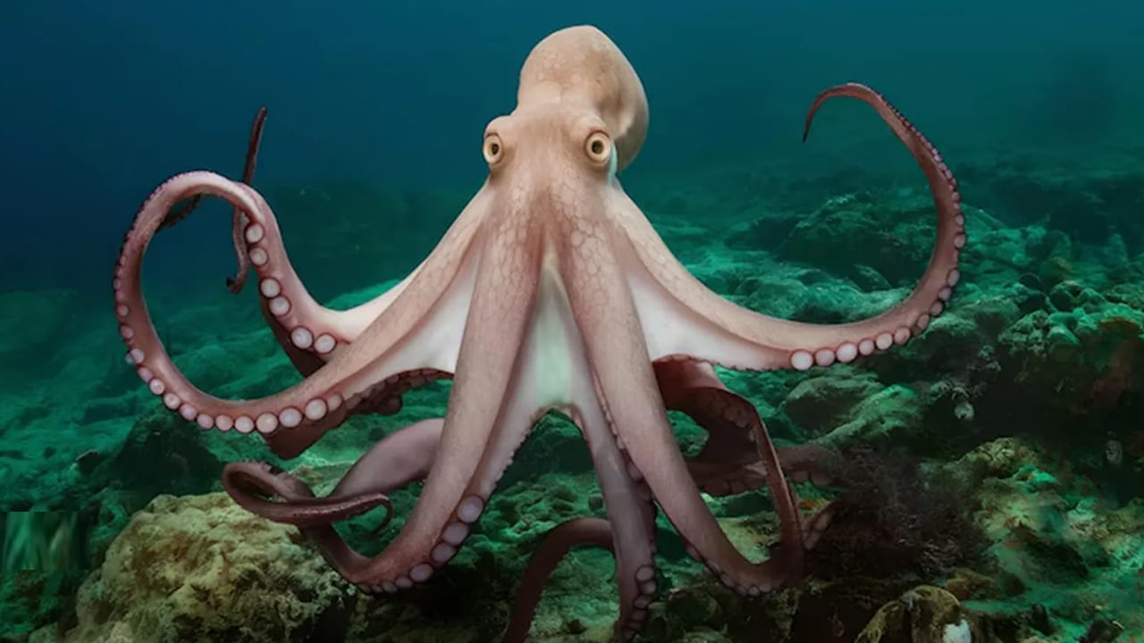 Octopus