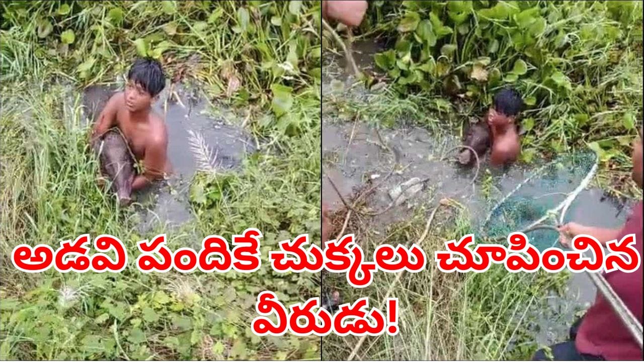Viral Video: భలారే భలా.. అడవి పందికే చుక్కలు చూపించిన 14 ఏళ్ల బాలుడు.. ఇదిగో వీడియో!
