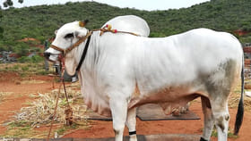 ఆంధ్ర నేలపై పుట్టి బ్రెజిల్ పశుసంపదను మార్చేసిన జాతి