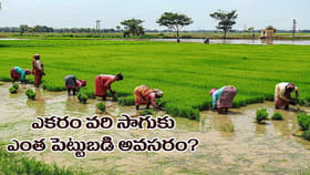 ఎకరం వరి సాగుకు ఎంత పెట్టుబడి అవసరం? దేనికి ఎంత ఖర్చు అవుతుంది..?