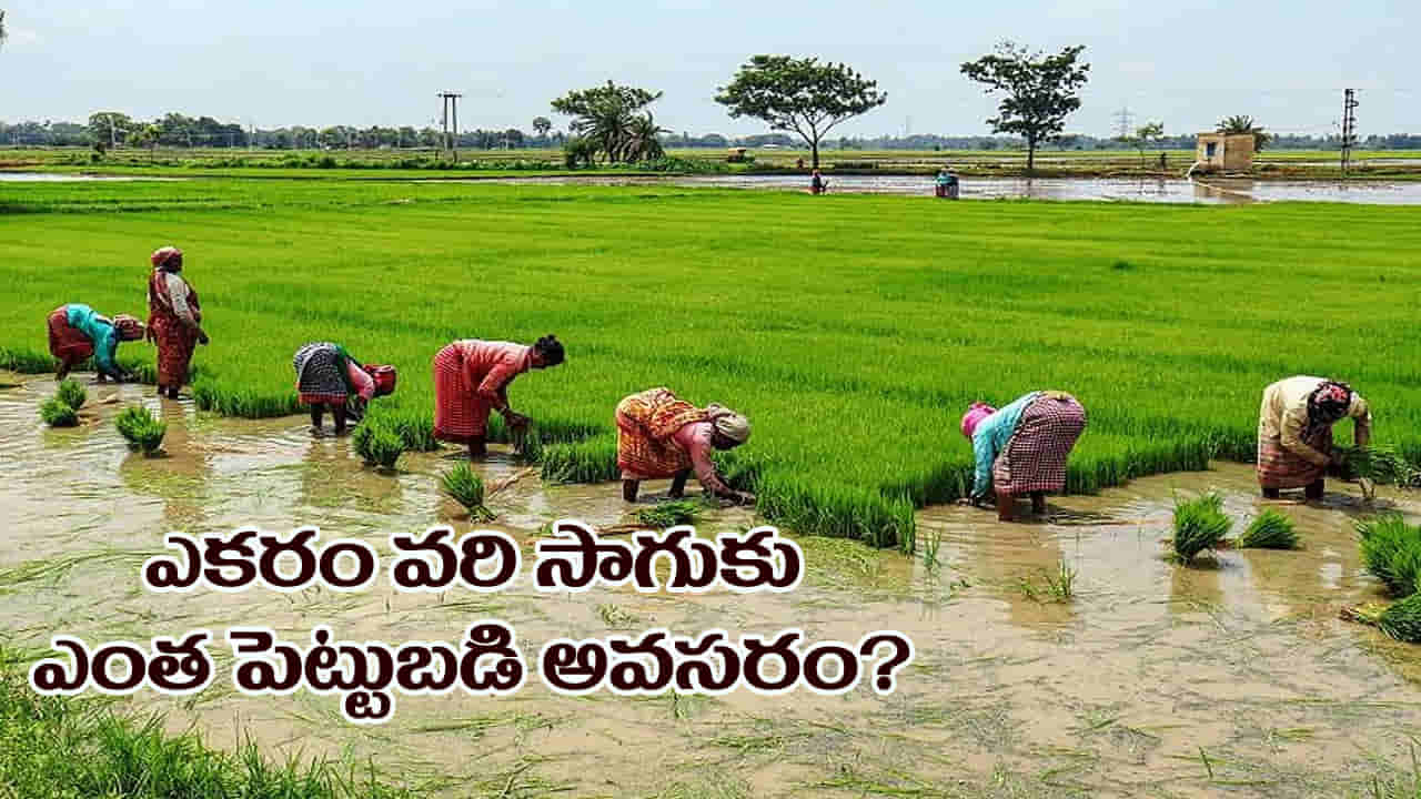 Paddy Cultivation: ఒక ఎకరం వరి సాగుకు ఎంత పెట్టుబడి అవసరం? దేనికి ఎంత ఖర్చు అవుతుంది..? పూర్తి లెక్కలివే..!