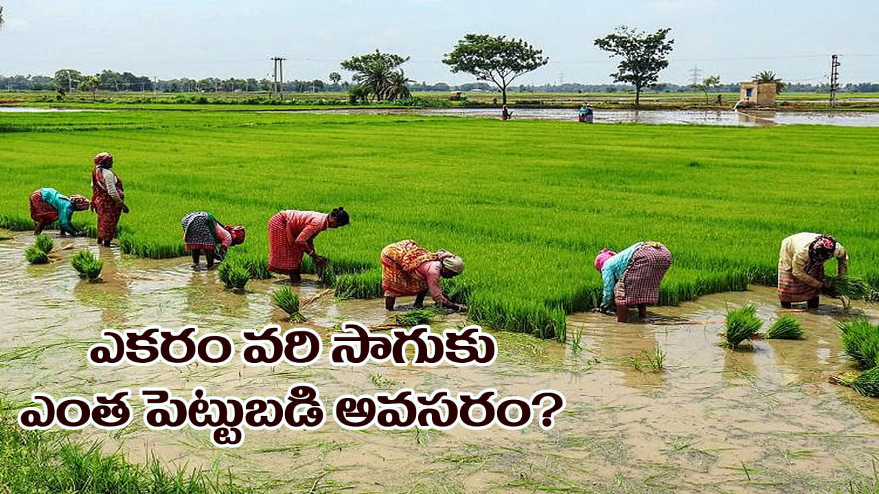 Paddy Cultivation: ఒక ఎకరం వరి సాగుకు ఎంత పెట్టుబడి అవసరం? దేనికి ఎంత ఖర్చు అవుతుంది..? పూర్తి లెక్కలివే..!