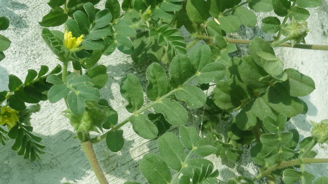 (నోట్ : మీరు వీటిని పాటించే ముందు వైద్యుల సలహా తప్పసరిగా తీసుకోవాలి. ఇక్కడ అందించిన వివరాలు కేవలం మీ అవగాహనకు కోసం మాత్రమే. ఆరోగ్యరీత్యా ఎలాంటి సమస్యలు ఉన్నానేరుగా వైద్య నిపుణులను సంప్రదించడం మంచిది. ఇందులో రాసిన అంశాలకు టీవీ9 బాధ్యత వహించదని గమనించగలరు)