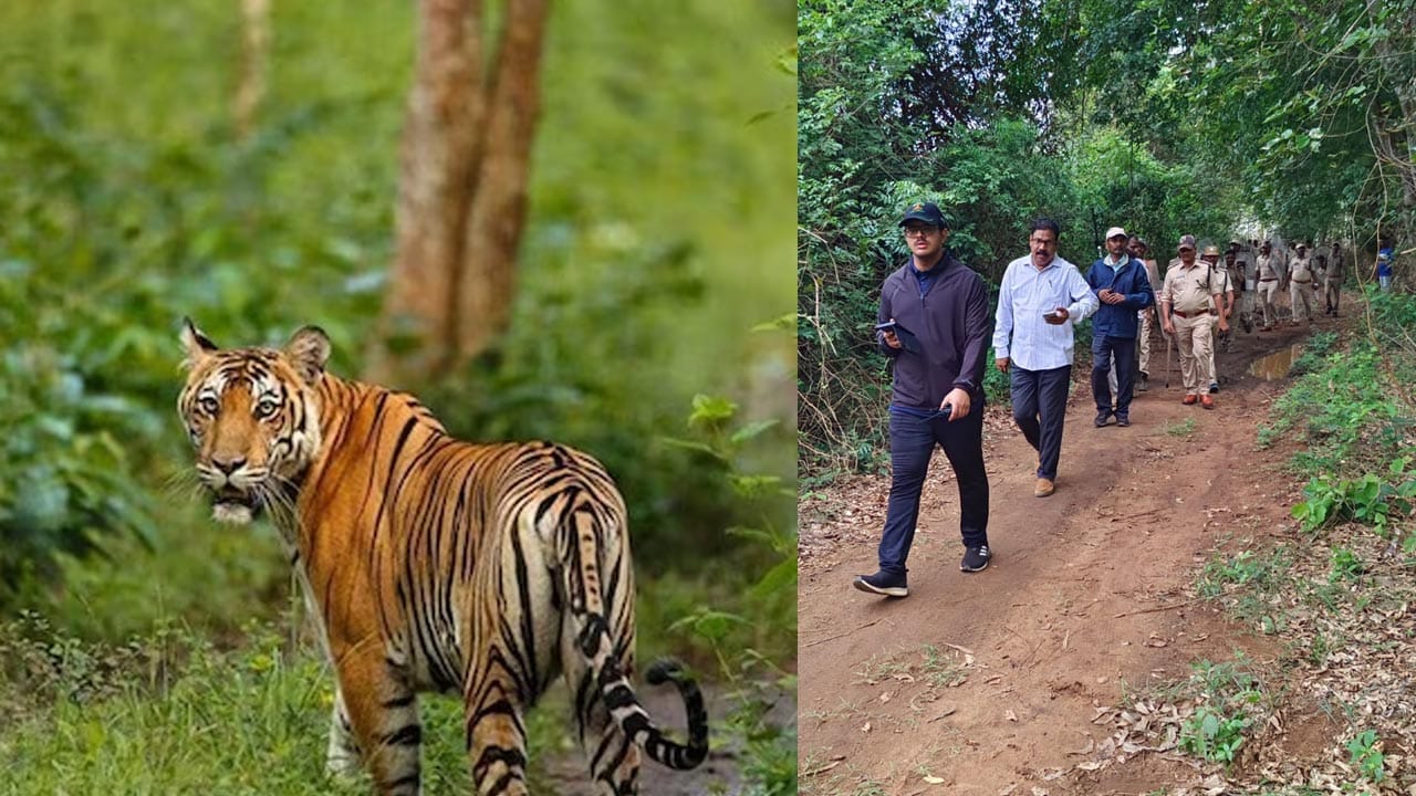 పులి జాడ కోసం హైటెక్ మెగా ఆపరేషన్.. భారీ సిబ్బందితో అటవీశాఖ మాస్టర్‌ ప్లాన్‌! ఎలా ఉందంటే..
