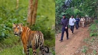 పులి జాడ కోసం హైటెక్ మెగా ఆపరేషన్.. భారీ సిబ్బందితో అటవీశాఖ మాస్టర్‌ ప్లాన్‌! ఎలా ఉందంటే..