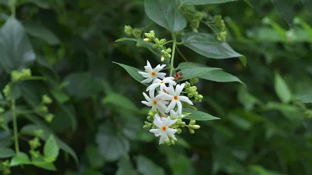 చర్మం, జుట్టు ఆరోగ్యం: పారిజాతం ఆకుల పేస్ట్ను చర్మంపై రాయడం వల్ల రాషెస్, దురద, ఫంగల్ ఇన్ఫెక్షన్లు తగ్గుతాయి. దీని విత్తనాల పేస్ట్ను తలకు రాయడం వల్ల చుండ్రు సమస్య నివారింపబడి జుట్టు కుదుళ్లు దృఢపడతాయి.