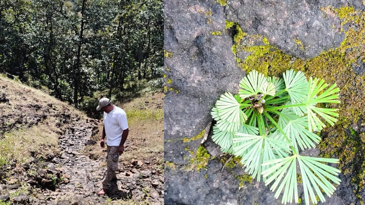 ఆక్టినియోప్టెరీస్ రాడియాట (Actiniopteris radiata) అనేది టెరిడోఫైటా (Pteridophyta) కుటుంబానికి చెందిన ఒక చిన్నపాటి అరుదైన అరుదైన ఫెర్న్ (Fern) జాతి మొక్క అని మహ్మద్ నజీర్ ఖాన్ తెలిపారు. ఇది కేవలం ఒక అంగుళం నుండి రెండు, మూడు అంగుళాల ఎత్తు మాత్రమే పెరుగుతుందంట.