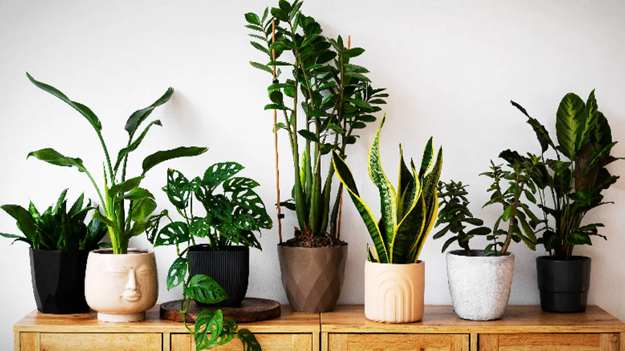 Plants 1