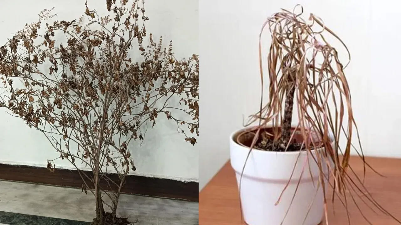 Plants 2