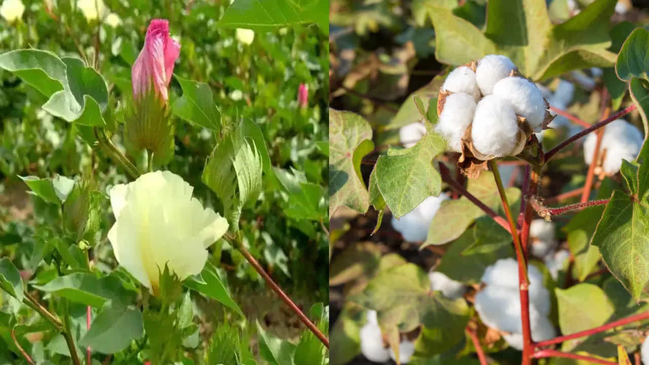 పత్తి మొక్క : పత్తి మొక్క, దీనిని దైవరాధానలో ఉపయోగిస్తారు కాబట్టి చాలా మంది పత్తి మొక్క ఇంటి వద్ద ఉండటం చాలా మంచిది అనుకుంటారు. కానీ వాస్తు శాస్త్రం ప్రకారం ఇది ఇంటి ముందు ఉండటం అస్సలే మంచిది కాదంట, దీని లో దుమ్ము పేరుకుపోతుంది. ఇది పరిసరాలను అశుభ్రంగా చేస్తుంది. అంతే కాకుండా వాస్తు ప్రకారం కూడా ఇది ప్రతికూల తను పెంపొందిస్తుందంట.
