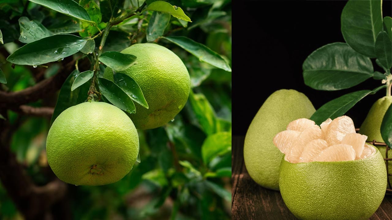 రక్తం శుద్ధి, బీపీ నియంత్రణ: దబ్బకాయ ఆకుల రసంలో రక్తంలోని విషపదార్థాలను తొలగించే గుణాలు ఉన్నాయి. ఇవి రక్త ప్రసరణను మెరుగుపరిచి, అధిక రక్తపోటును అదుపులో ఉంచడానికి సహకరిస్తాయి.
ఇందుకోసం కొన్ని లేత దప్పళం ఆకులను తీసుకుని వాటిని శుభ్రంగా కడిగేసుకోవాలి. ఇప్పుడు వాటిని రెండు గ్లాసుల నీటిలో వేసి బాగా మరిగించి, కొద్దిగా తేనె లేదా సైంధవ లవణం కలిపి హెర్బల్ టీ లాగా తీసుకోవచ్చు.