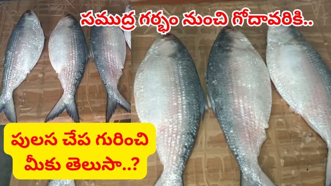 పుస్తెలమ్మి అయినా పులస తినాల్సిందే.. పులస చేప రుచి, ప్రత్యేకతలివే