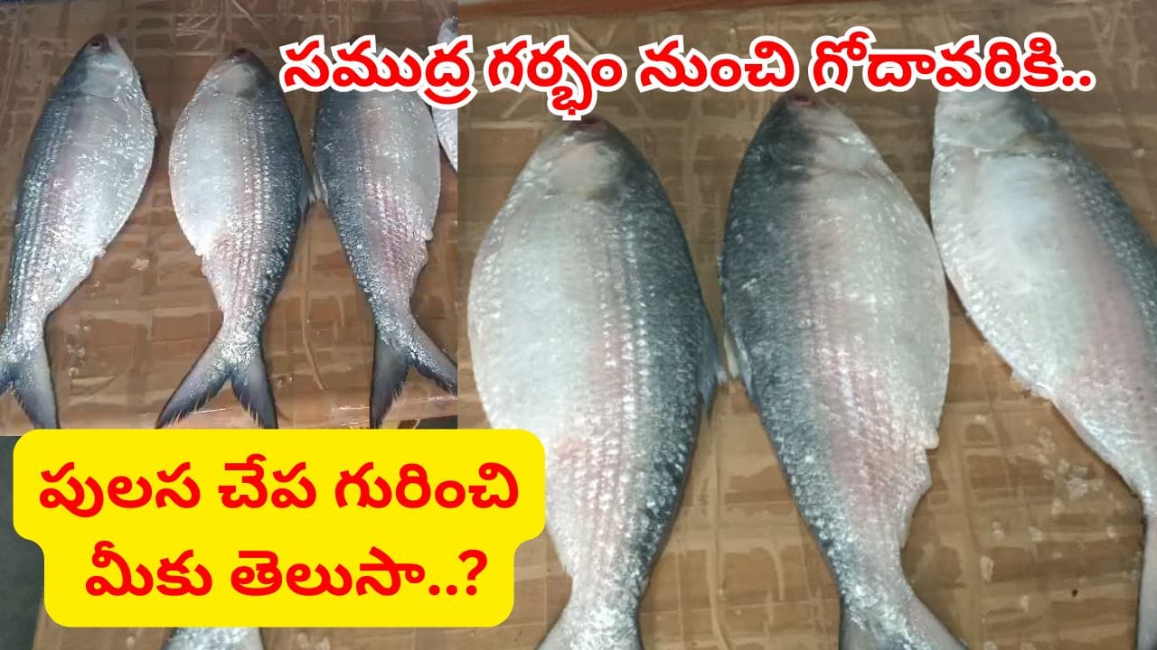పుస్తెలు అమ్మి అయినా పులస తినాల్సిందే.. పులస చేప రుచి, ప్రత్యేకతలు తెలిస్తే మతి పోద్ది..