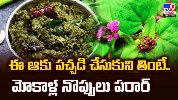 Health Benefits of Punarnava: ఈ ఆకు పచ్చడి చేసుకుని తింటే.. మోకాళ్ల నొప్పులు పరార్ Health Benefits of Punarnava: ఈ ఆకు పచ్చడి చేసుకుని తింటే.. మోకాళ్ల నొప్పులు పరార్
