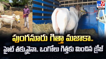 పుంగనూరు గిత్తా మజాకా.. ఒంగోలు గిత్తకు మించిన క్రేజ్‌