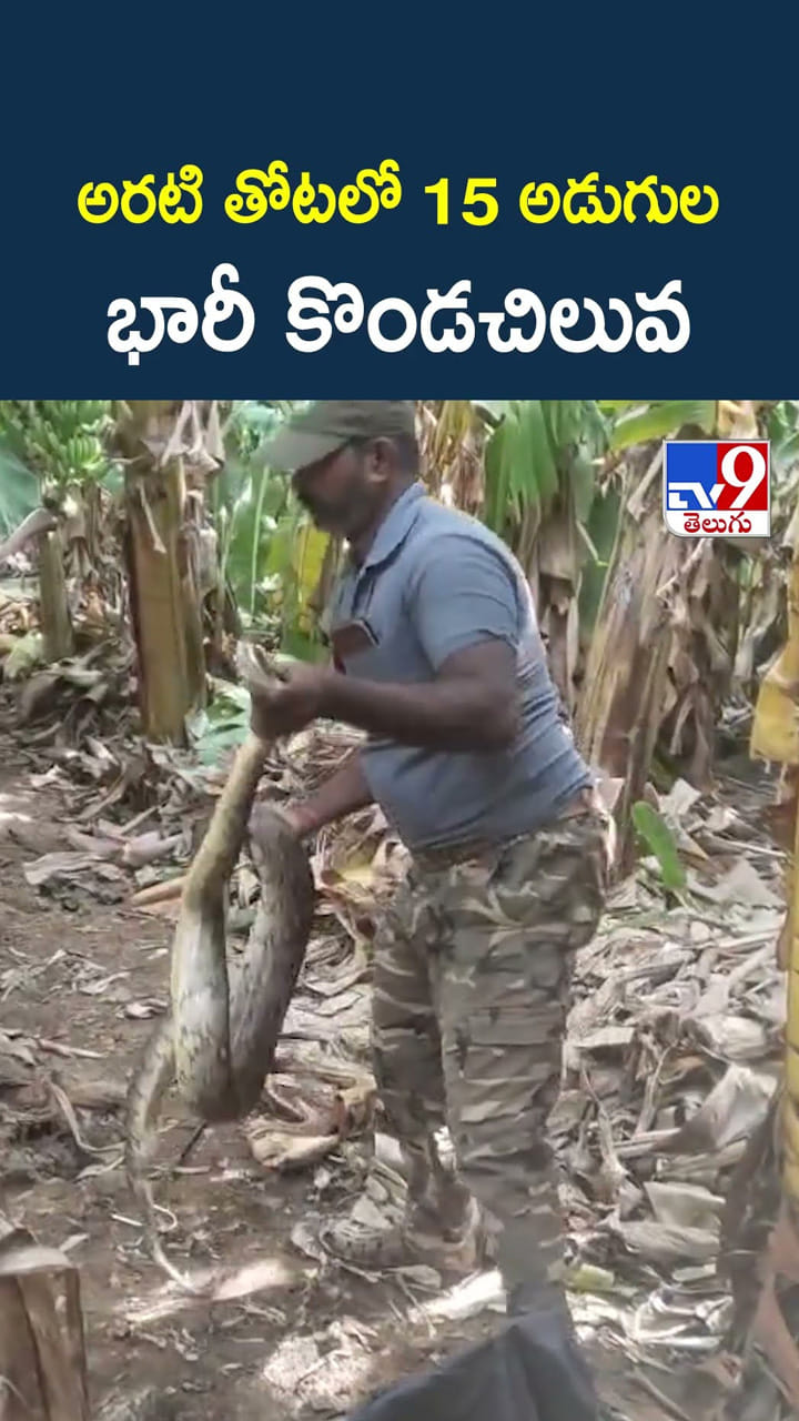 అరటి తోటలో 15 అడుగుల భారీ కొండచిలువ
