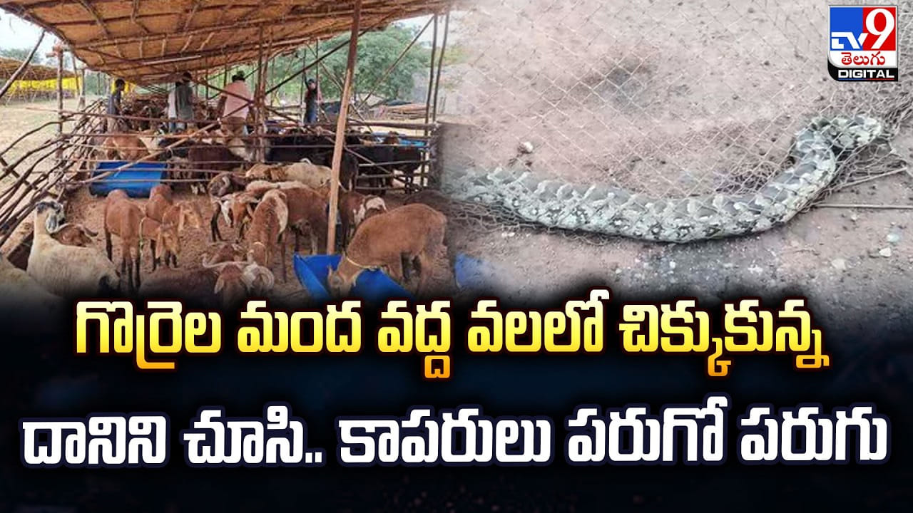 గొర్రెల మంద వద్ద వలలో చిక్కుకున్న దానిని చూసి.. కాపరులు పరుగో పరుగు గొర్రెల మంద వద్ద వలలో చిక్కుకున్న దానిని చూసి.. కాపరులు పరుగో పరుగు