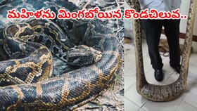 మహిళా రైతును అమాంతం మింగేయబోయిన కొండచిలువ.. ఆ తర్వాత జరిగిందిదే