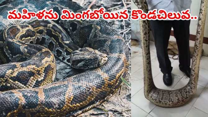 మహిళా రైతును అమాంతం మింగేయబోయిన కొండచిలువ.. ఆ తర్వాత జరిగిందిదే