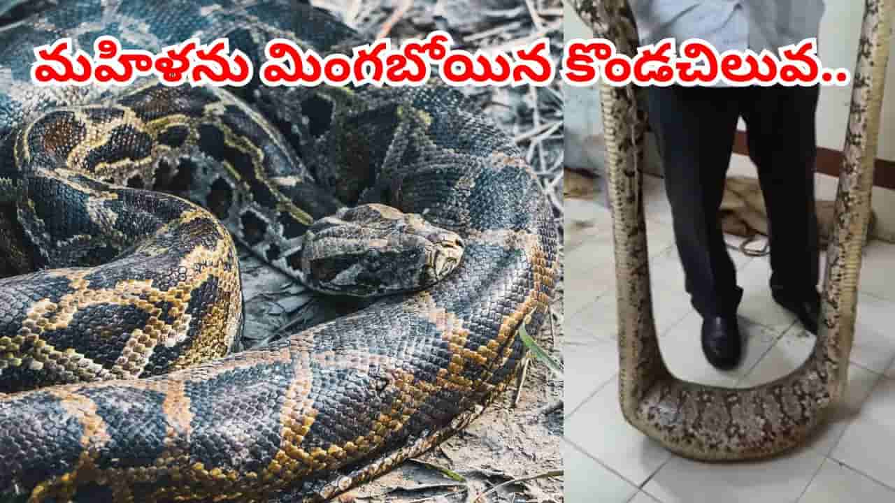ఓర్నాయనో.. మహిళా రైతును అమాంతం మింగబోయిన కొండచిలువ.. ఆ తర్వాత ఏం జరిగిందంటే..