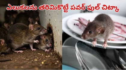 అరెరే ఎలుకలను తరిమికొట్టడం ఇంత ఈజీనా.. ఇన్నాళ్లు ఎంత కష్టపడ్డామో!