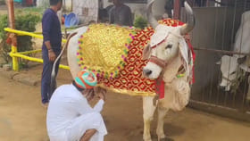 మనిషికి దక్కని రాజభోగం.. ఈ గోమాత కథే వేరు!
