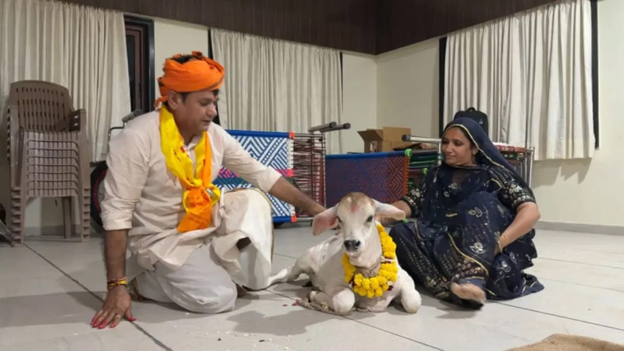 Rajasthan Sacred Cow