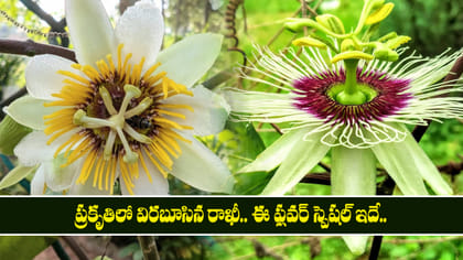 ప్రకృతిలో విరబూసిన రాఖీ.. ఈ ఫ్లవర్ స్పెషల్ ఇదే..