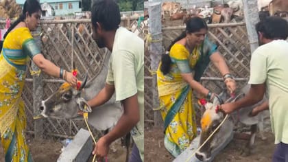 మూగజీవులపై మమకారం.. గోమాతలకు రాఖీ కట్టిన జంతు ప్రేమికురాలు!