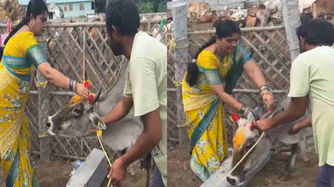 Telangana: పాలకుర్తిలో వినూత్న రక్షాబంధన్: గోవులకు రాఖీలు కట్టి ఆప్యాయత చాటిన మహిళ