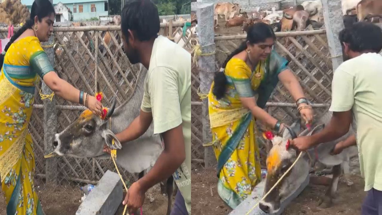 Telangana: పాలకుర్తిలో వినూత్న రక్షాబంధన్: గోవులకు రాఖీలు కట్టి ఆప్యాయత చాటిన మహిళ