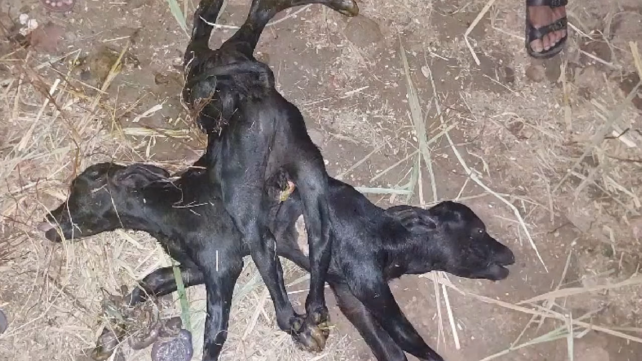 Tenali: ఏమిటిది..? పుట్టిన దూడను చూసి ఆశ్చర్యపోయిన తెనాలి జనం..