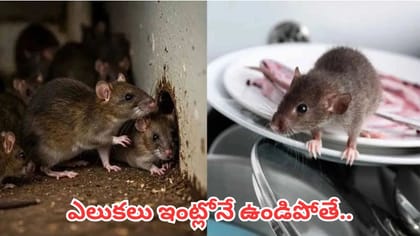 ఇంట్లో ఎలుకల సంఖ్య అకస్మాత్తుగా పెరిగిందా? ఇది శుభమా.. అశుభమా?