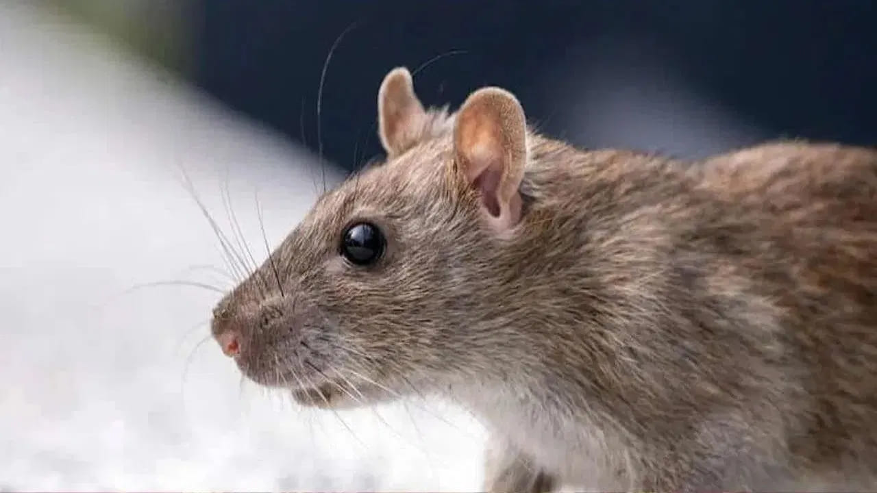 Rats in the house Meaning Telugu: ప్రాచీన భారతీయ సంప్రదాయాల్లో ఇంటి పరిసరాల్లో కనిపించే జీవులు, కీటకాలకు కూడా ప్రత్యేక ప్రాధాన్యత ఉంది. వాటి రాక, కదలికలు, ప్రవర్తన ఆధారంగా భవిష్యత్తులో జరిగే కొన్ని పరిణామాలను అంచనా వేయవచ్చనే నమ్మకాలు శకున శాస్త్రంలో కనిపిస్తాయి. ముఖ్యంగా గణేశుని వాహనంగా భావించే ఎలుక ఇంట్లో కనిపించడం, వాటి సంఖ్య పెరగడం లేదా అవి ప్రత్యేకంగా ప్రవర్తించడం వంటి విషయాలను కొందరు శుభ, అశుభ సంకేతాలతో ముడిపెడతారు. సనాతన సంప్రదాయంలో ఎలుకకు గణేశుని వాహనంగా ప్రత్యేక స్థానం ఉంది. అయితే శకున శాస్త్రానికి సంబంధించిన నమ్మకాల ప్రకారం, ఇంట్లో ఎలుకల సంచారం ఎలా ఉంది అన్నదానిని బట్టి దానికి భిన్నమైన అర్థాలను చెబుతారు.
