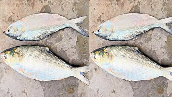 Andhra Pradesh: పుస్తలమ్మేలా చేసింది ఈ పులసేనా.. యానాం వేలంలో ఎంత ధర పలికిందంటే..?