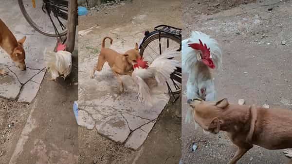 Viral video: వార్నీ కోడిపుంజు..కుక్క పడితే ఒక్క బుక్కలో ఖతమైతది..! కానీ, చిన్న హుషారులేదుగా..