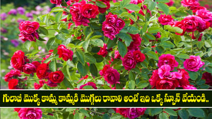 గులాబీలు విరగ పూయాలి అంటే ఇది ఒక్క స్పూన్ వేయండి చాలు