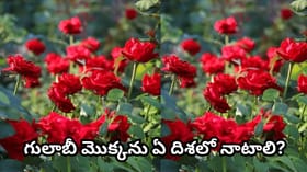 ఇంట్లో గులాబీ మొక్కను పెంచవచ్చా? ఏ దిశలో నాటితే లక్ష్మీ కటాక్షం..
