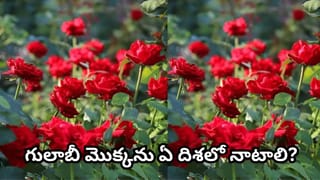 Vastu Tips: ఇంట్లో గులాబీ మొక్కను పెంచవచ్చా? ఏ దిశలో నాటితే లక్ష్మీ కటాక్షం లభిస్తుందని వాస్తు చెబుతోంది?