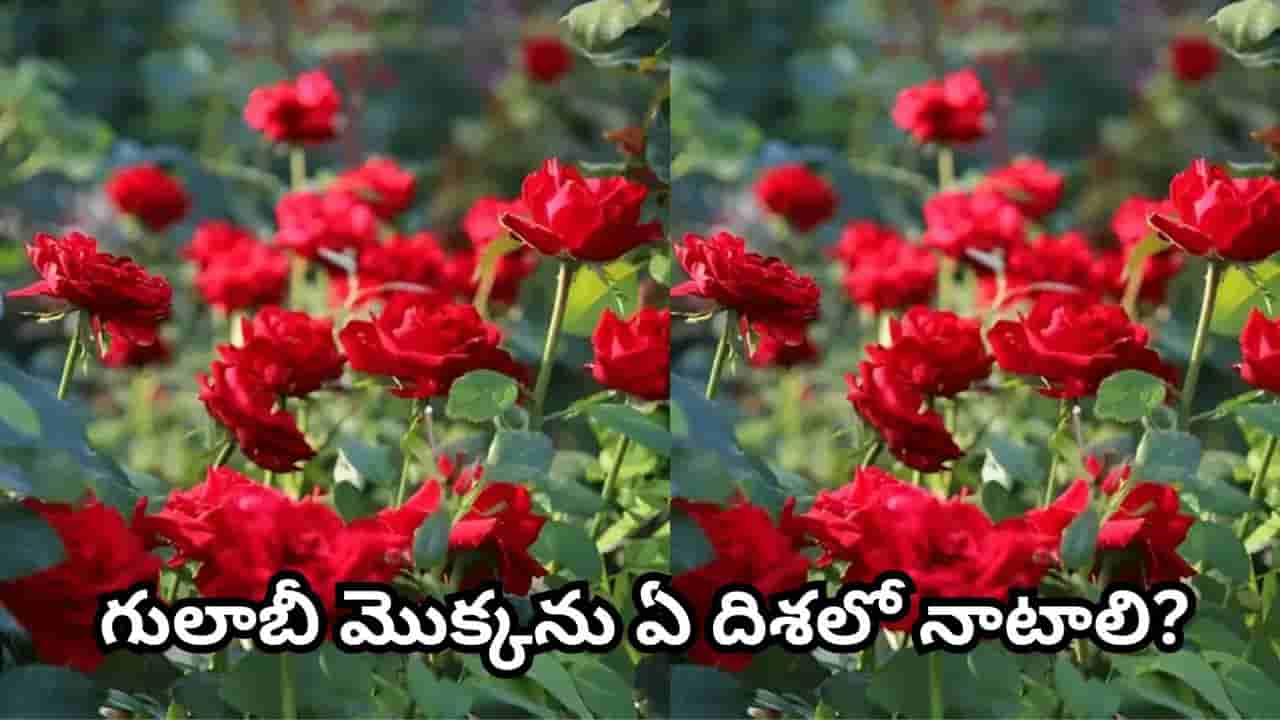 Vastu Tips: ఇంట్లో గులాబీ మొక్కను పెంచవచ్చా? ఏ దిశలో నాటితే లక్ష్మీ కటాక్షం లభిస్తుందని వాస్తు చెబుతోంది?