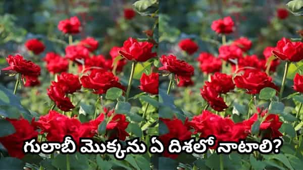 Vastu Tips: ఇంట్లో గులాబీ మొక్కను పెంచవచ్చా? ఏ దిశలో నాటితే లక్ష్మీ కటాక్షం లభిస్తుందని వాస్తు చెబుతోంది?