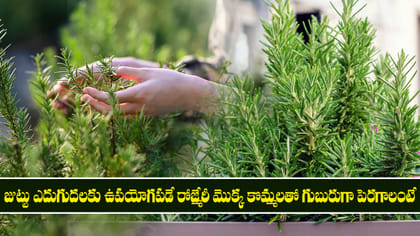 జుట్టు ఎదుగుదలకు ఉపయోగపడే రోజ్మేరీ మొక్క గుబురుగా పెరగాలంటే